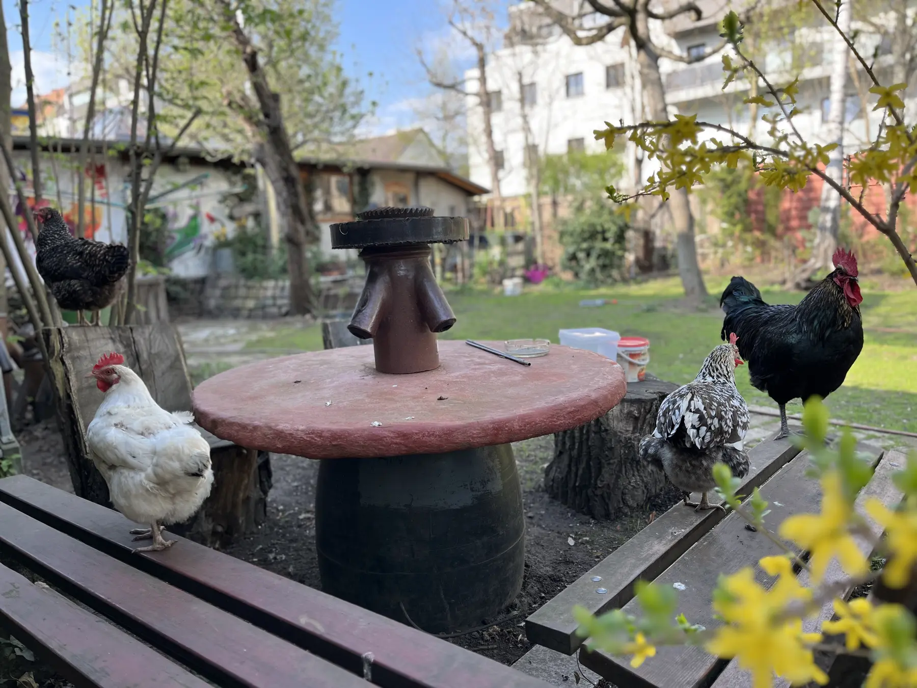 Garden