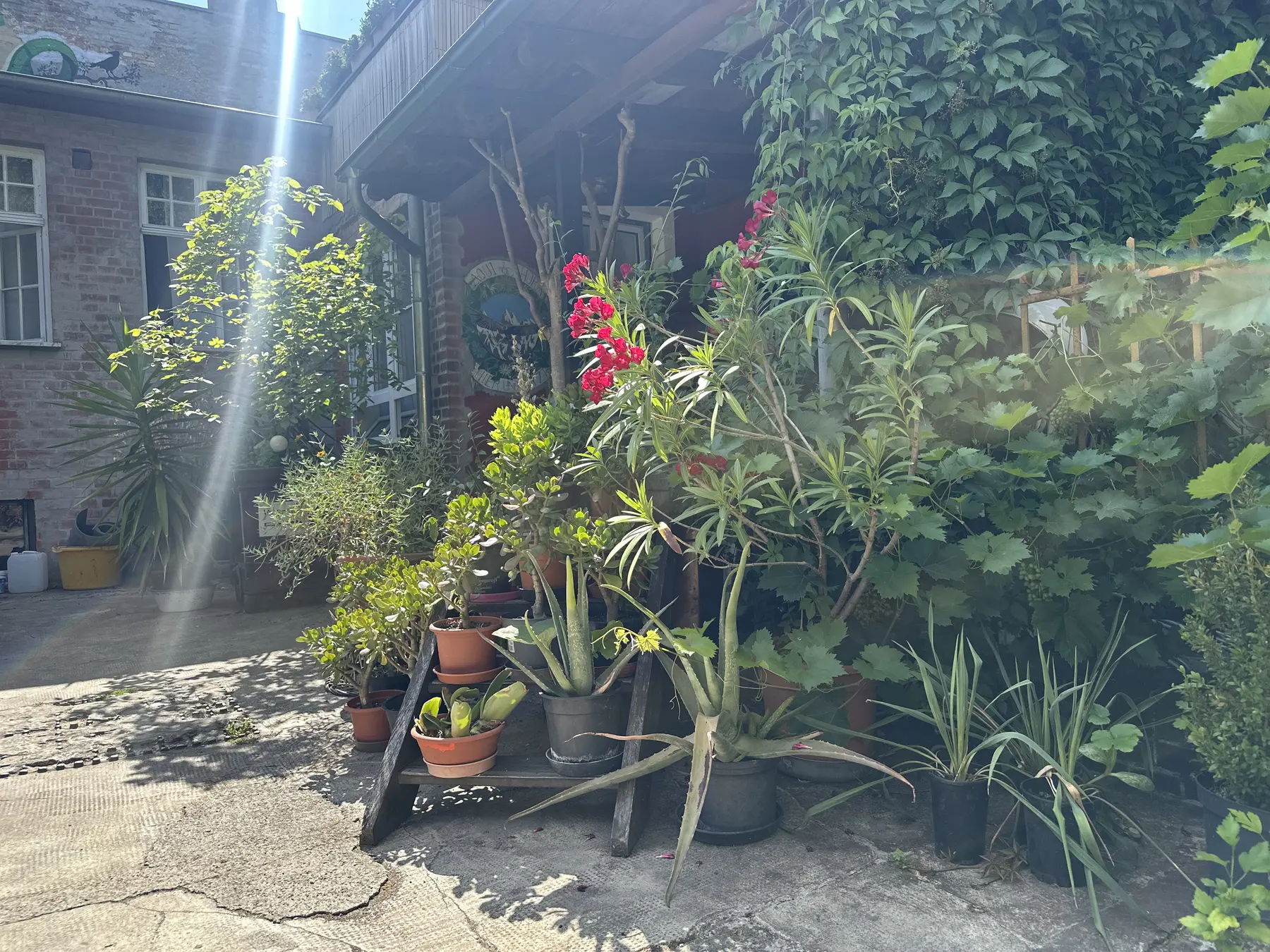 Plants
