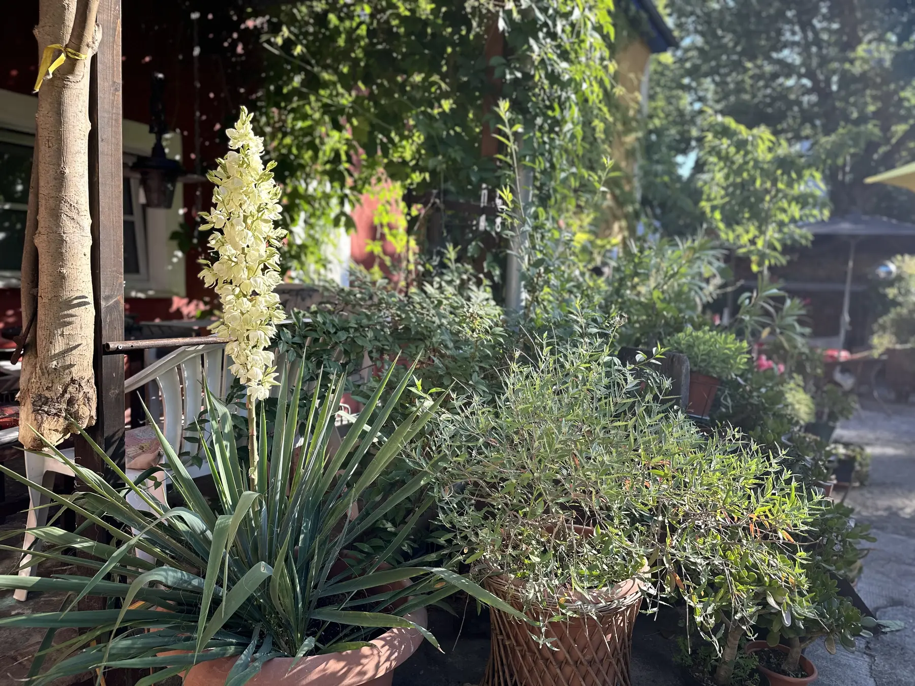 Plants